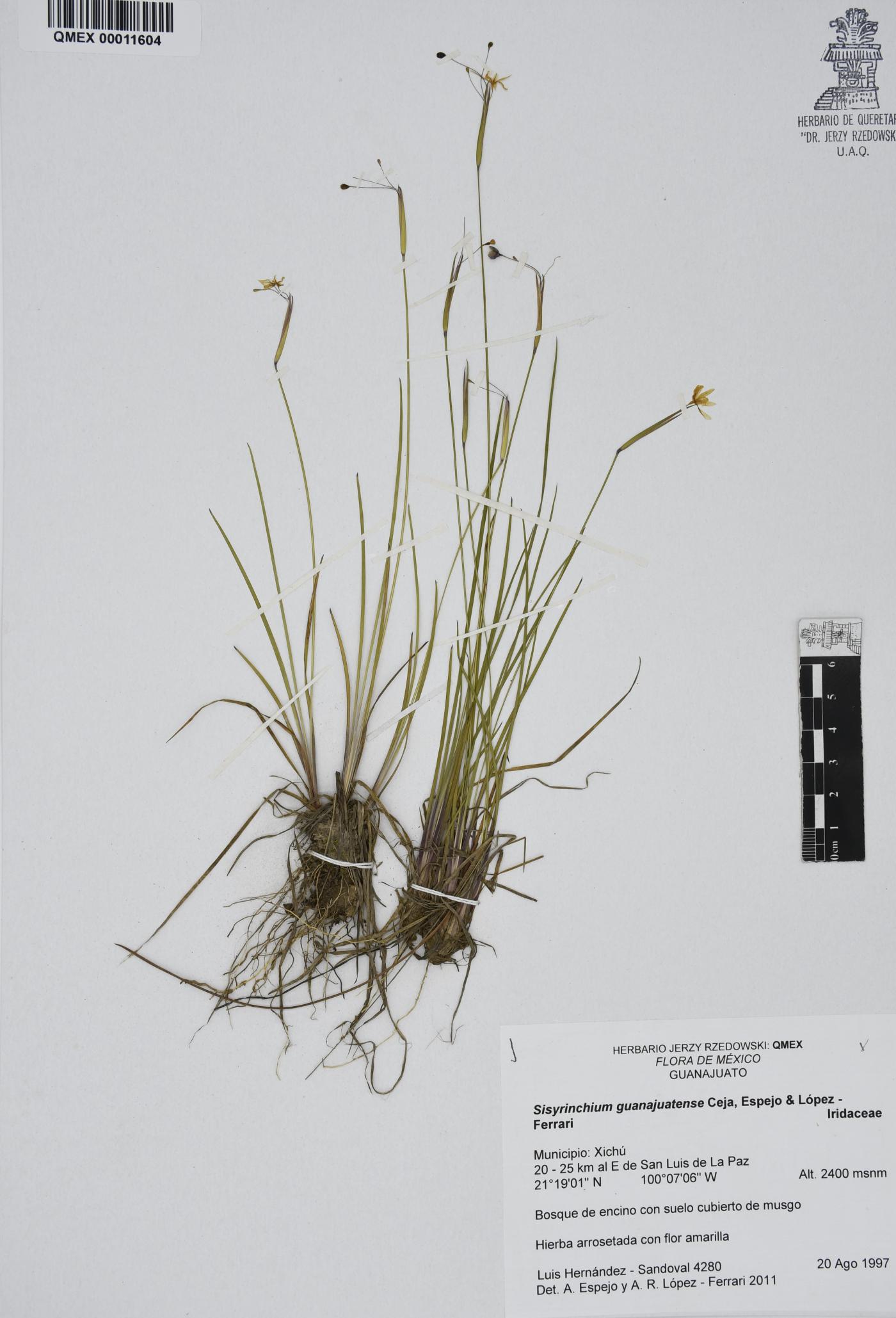 Sisyrinchium guanajuatense image